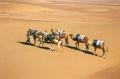 La Caravane du D�sert