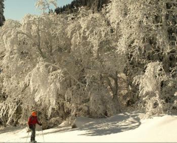 Les Plateaux du Vercors en Raquette