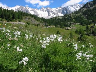 Tour du Mt Blanc Confort