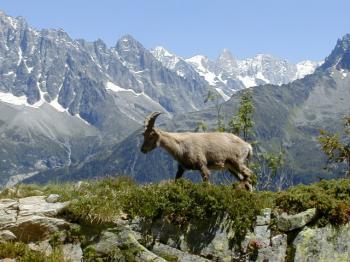 Panoramique du Mercantour