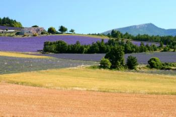 Lubéron, senteurs de Provence