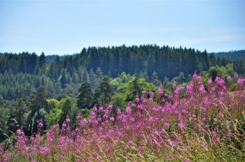 Auvergne, entre Lacs et Volcans