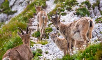 Au coeur de la Vanoise