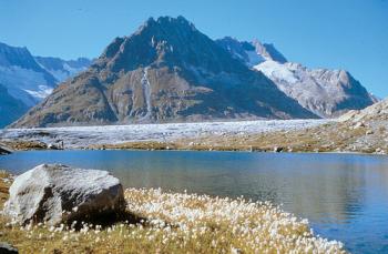 Le Glacier d'Aletsch en liberté