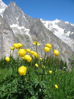 Tour du Mt Blanc en Liberté ( sans trf bagages )