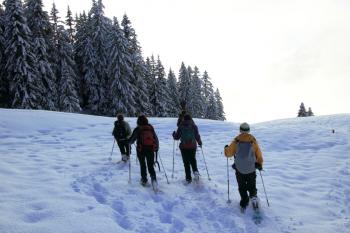 Paysages ardennais en raquette à neige