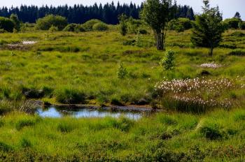 Week End Pure Rando - Hautes Fagnes