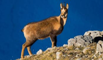 Picos des Europa