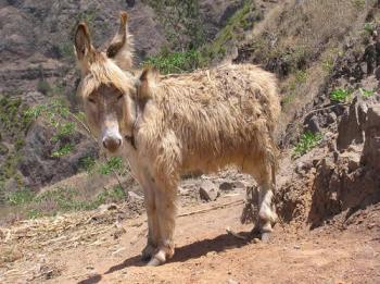 Sentiers de Santo Antao 