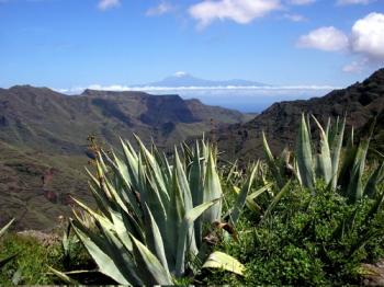 La Gomera, La Palma, Tenerife