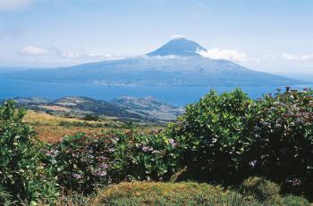 Balades, Baleines et Hortensias