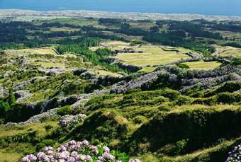 Balades, Baleines et Hortensias