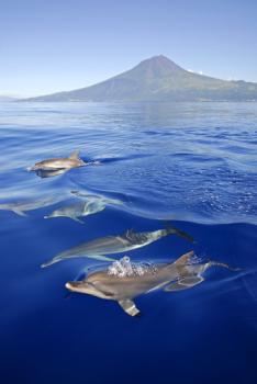 Faial, Sao Jorge et Pico