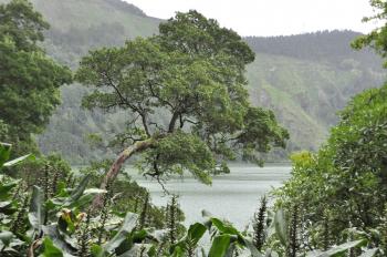 Sao Miguel, l'île verte