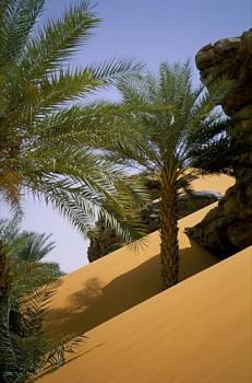 Les Oasis de l'Adrar Les Oasis de l'Adrar