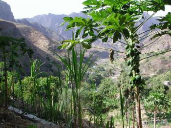 Santo Antao et Sao Vicente en liberté