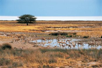 Du Namib au Zambèze