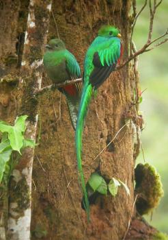 Au Pays du Guanacaste