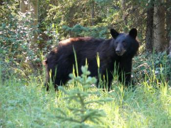 Les Rocheuses Canadiennes