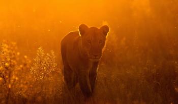 Contrastes sud africains