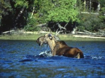 Des rocheuses à l'île de Vancouver