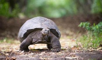 Les Galapagos Les Galapagos