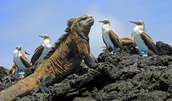 Les Galapagos Les Galapagos