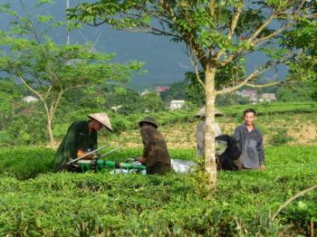 Sentiers secrets du Nord Vietnam