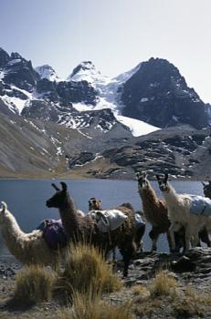 De la Cordillère Royale au sud Lipez