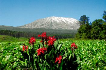 Le Kilimandjaro - Voie Machame