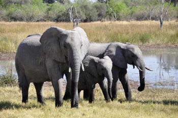 Big Five et plages de l'océan Indien