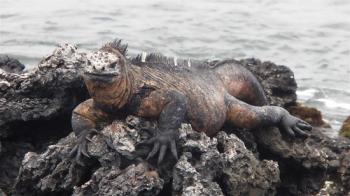 Randonnée en Equateur et Galapagos