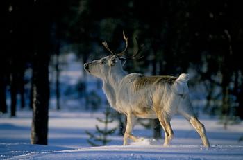 Lacs et Forêts de Kainuu