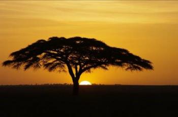 Safari Esprit de Tanzanie