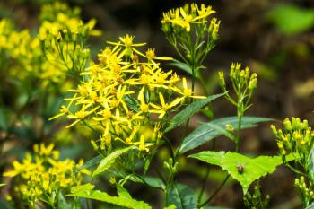 Escapardenne Lee Trail  - guidé