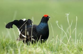 Les oiseaux d'Arménie Les oiseaux d'Arménie