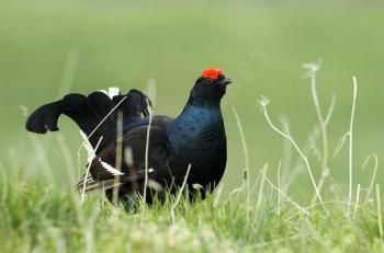 Les oiseaux d'Arménie