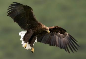 Les oiseaux d'Arménie Les oiseaux d'Arménie