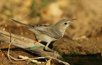 Les oiseaux d'Arménie Les oiseaux d'Arménie