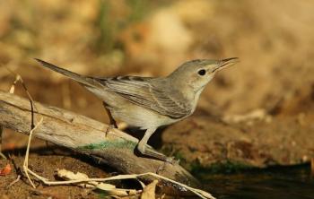 Les oiseaux d'Arménie