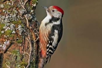 Les oiseaux d'Arménie