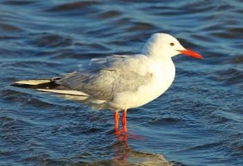 Les oiseaux d'Arménie