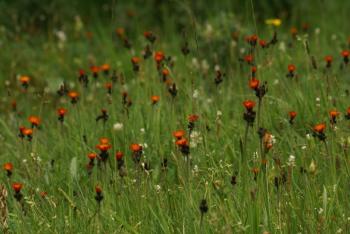 Oiseaux et fleurs du Kirghistan