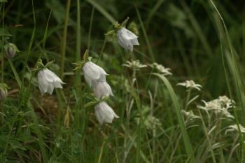 Oiseaux et fleurs du Kirghistan