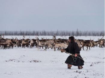 Le Peuple Nenets de la Péninsule de Yamal