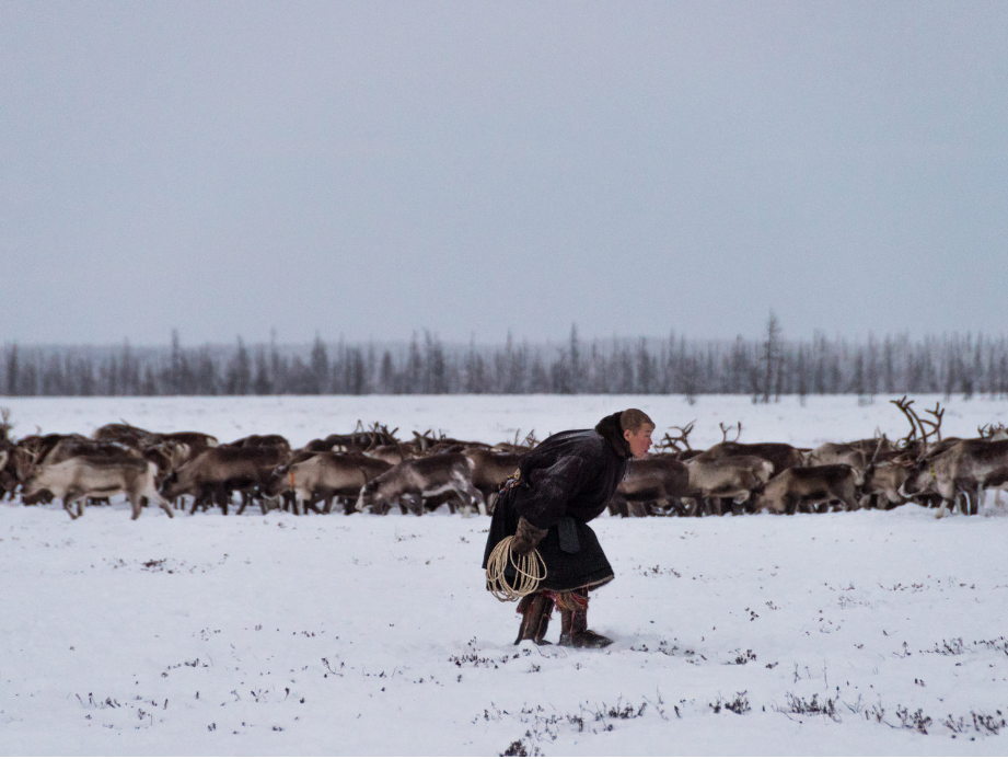 Le Peuple Nenets de la Péninsule de Yamal