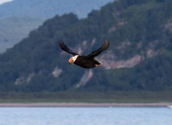 Expédition sur les îles du Commandeur